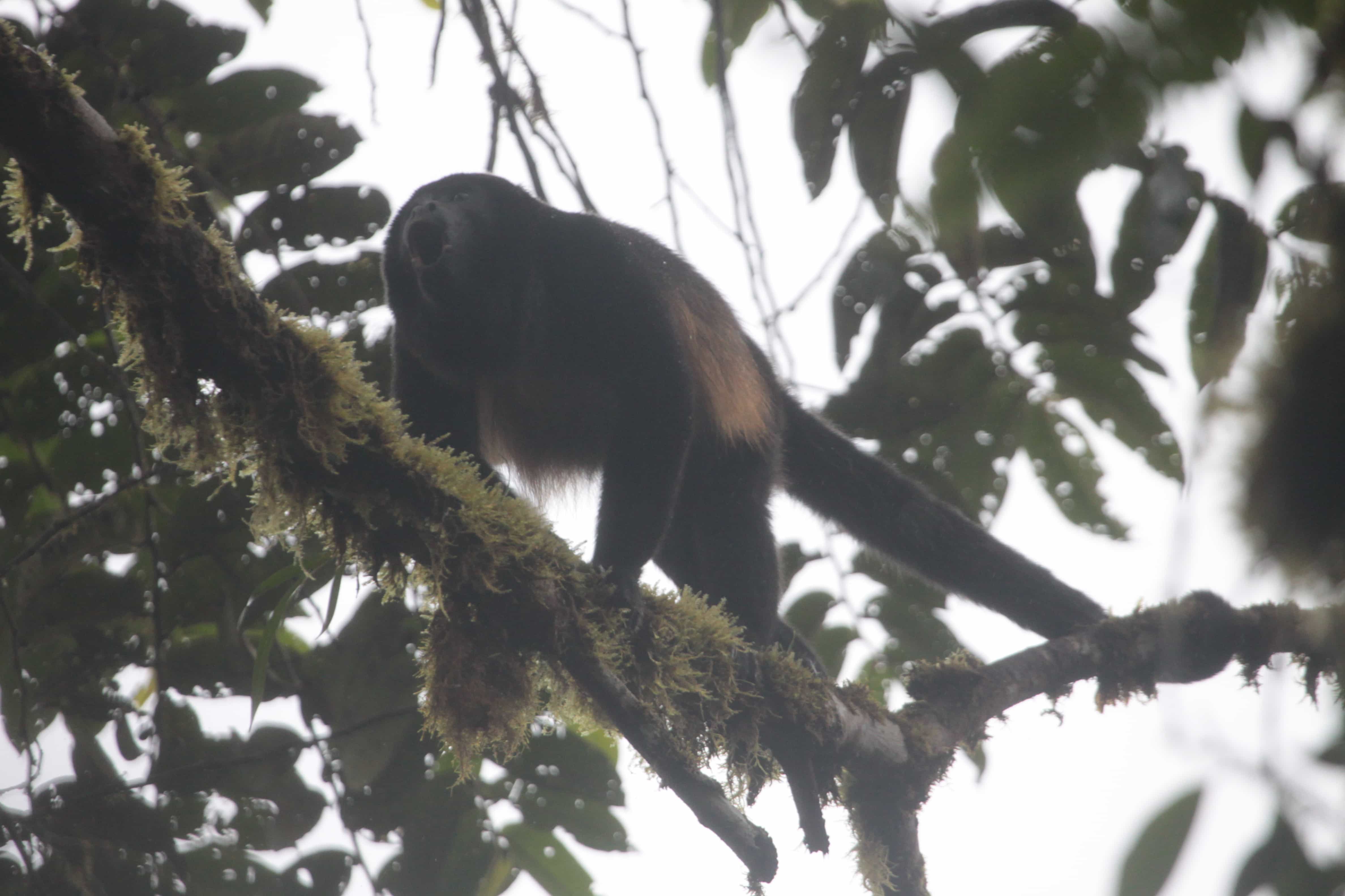 Rainforest Monkeys of Ecuador - Capuchins, Howlers and Spider Monkeys