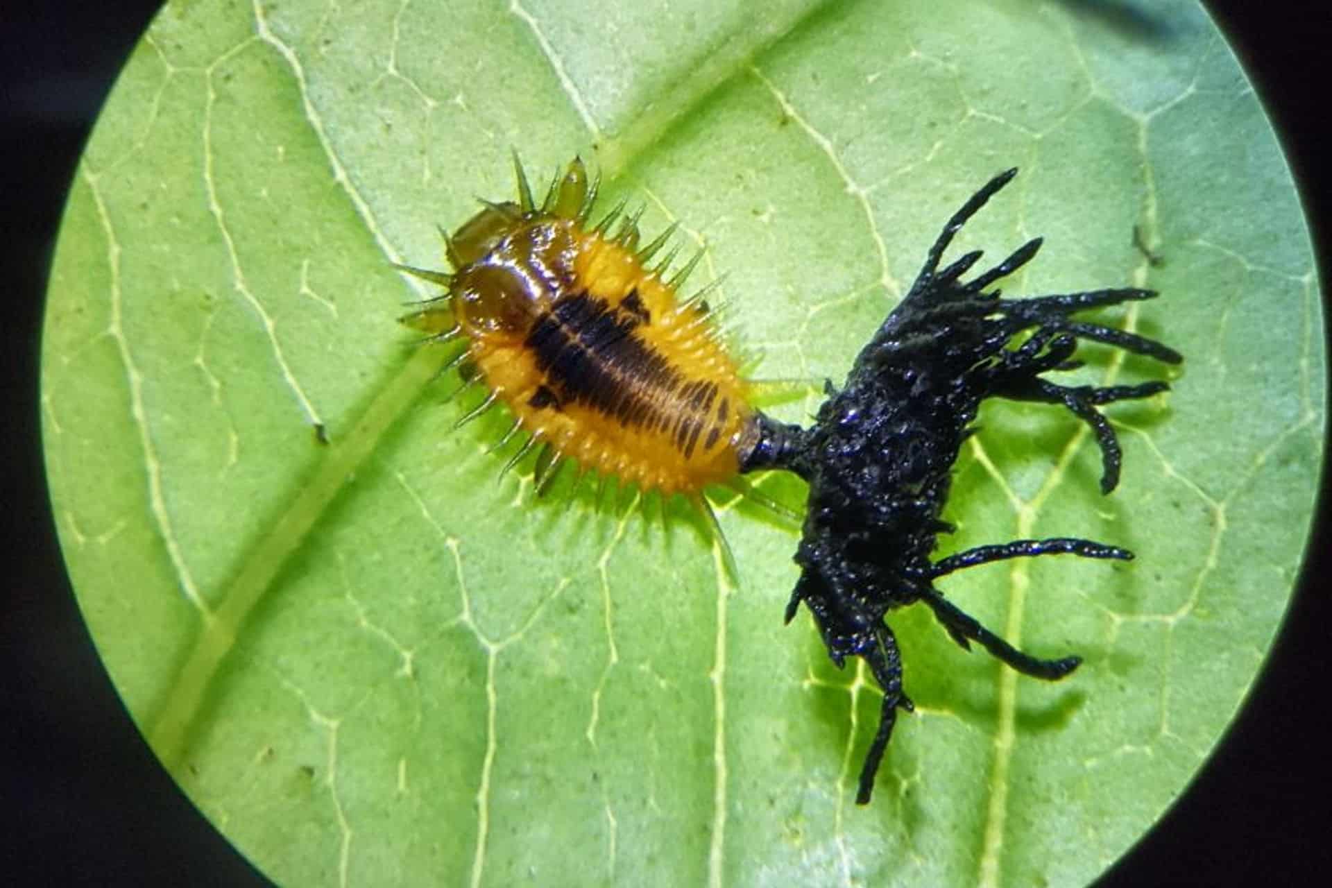 Scorpions, with a sting in their tail - Mashpi Lodge